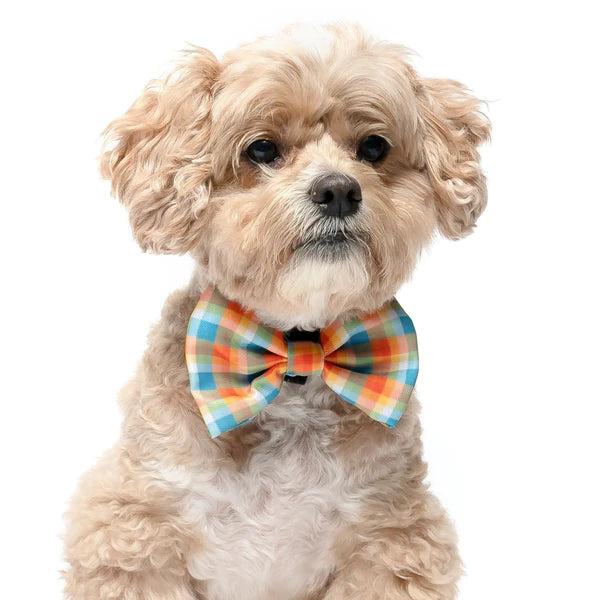 DAPPER DEXTER Velcro Bow Tie